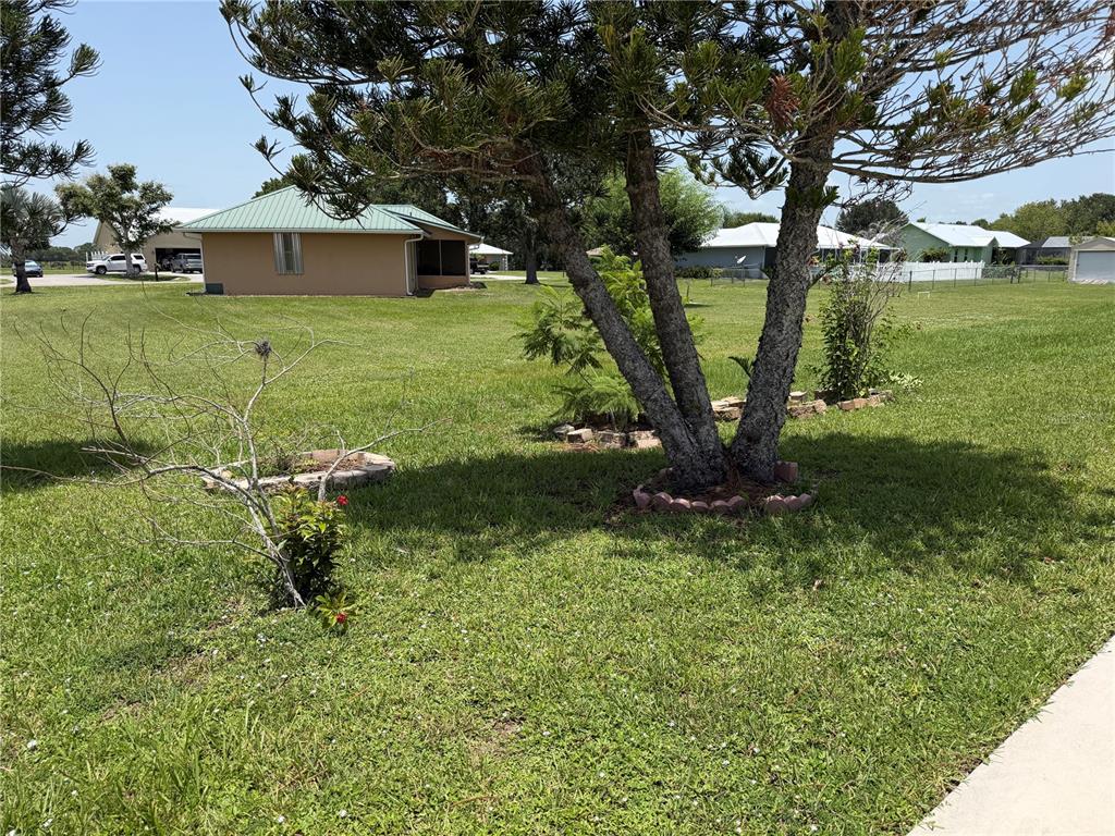 A large tree stands in a grassy yard with a house in the background — 8451 SW 14TH LANE, OKEECHOBEE, FL