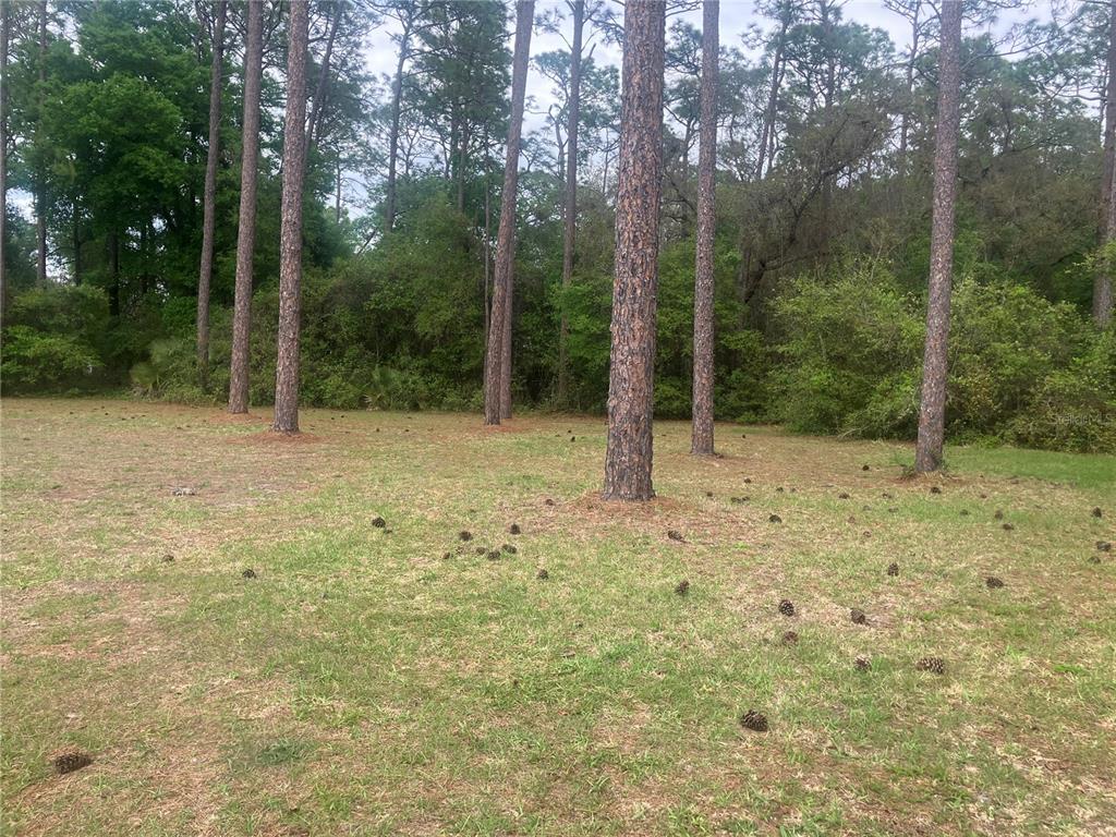 SE 19TH PL, SILVER SPRINGS, FL — photo 5 of 11