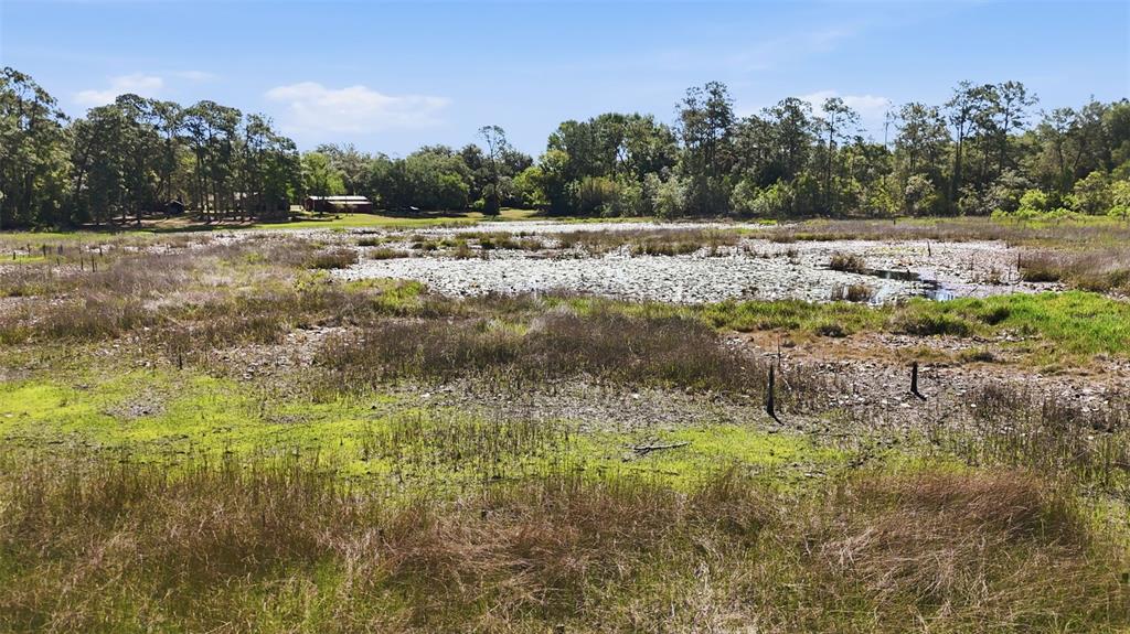 A grassy field leads to a pond filled with lily pads and a distant treeline — TBD HOLLY BRANCH ROAD, EUSTIS, FL