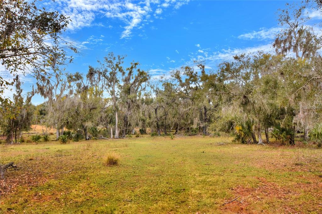 A grassy field leads to a line of trees draped in Spanish moss under a sky — COLDING LOOP, WIMAUMA, FL