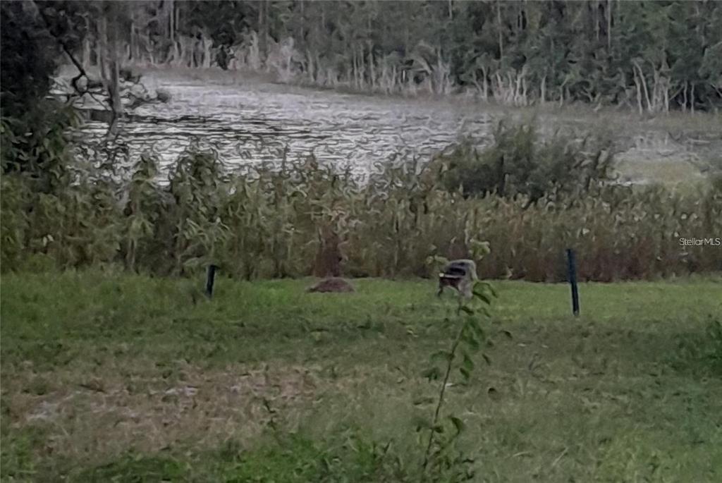 A grassy backyard overlooks a pond with tall reeds and trees in the background — 17873 E HIGHWAY 40, SILVER SPRINGS, FL