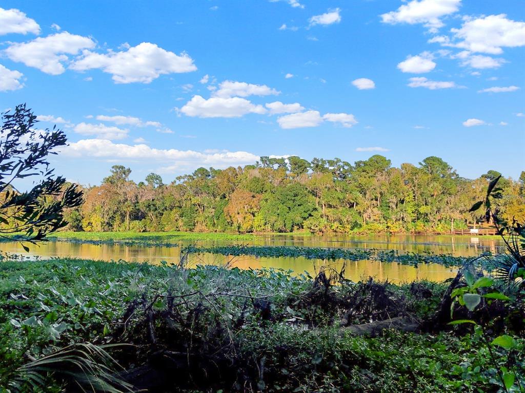 A view of a lake bordered by dense trees and aquatic vegetation under a blue sky — BRONSON ROAD, SORRENTO, FL