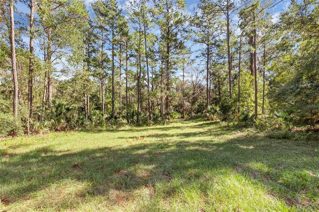 A grassy clearing is bordered by a dense forest of tall pine trees and palmettos — BRONSON ROAD, SORRENTO, FL