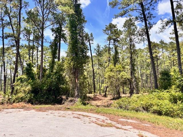 A paved road leads to a wooded lot filled with tall pine trees and dense vegetation — CHINABERRY WAY, EUSTIS, FL