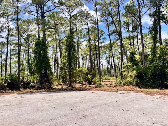 A paved cul-de-sac abuts a wooded area filled with tall pine trees and dense vegetation — CHINABERRY WAY, EUSTIS, FL