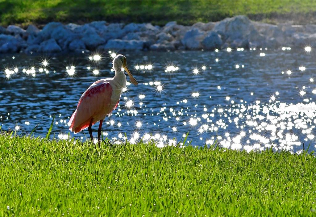A roseate spoonbill stands on a grassy bank beside a sparkling pond — 4726 POTOMAC CIRCLE, BRADENTON, FL