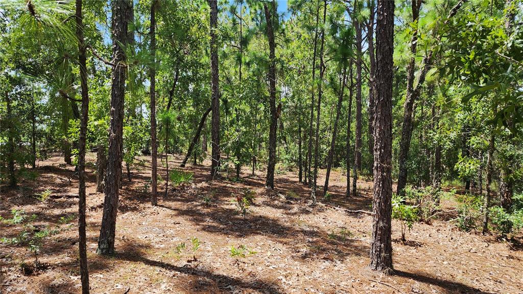 7760 N POCONO DRIVE, CITRUS SPRINGS, FL — photo 5 of 21