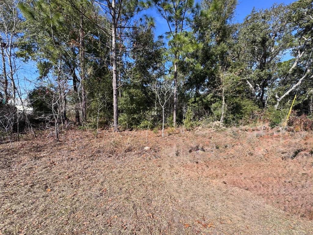 A view of a vacant, wooded lot with dry grass and scattered pine needles — 9052 N BURMANY WAY, CITRUS SPRINGS, FL