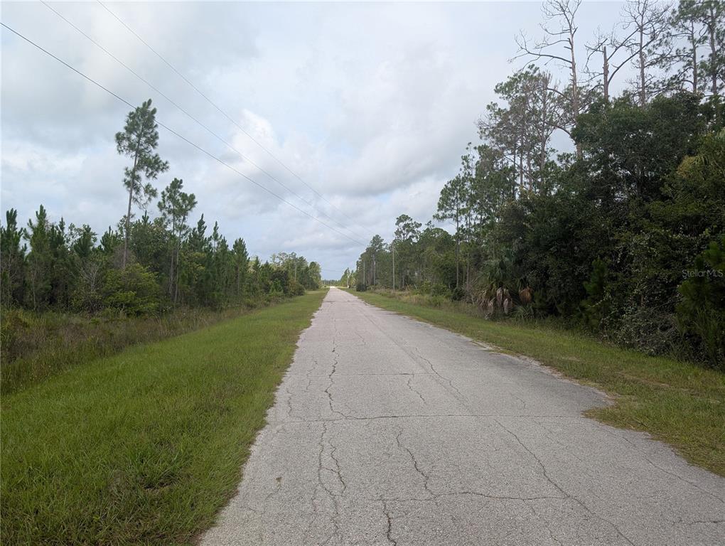 A paved road stretches into the distance, flanked by grassy shoulders and dense pine trees — MEADOW LARK BOULEVARD, LAKE WALES, FL