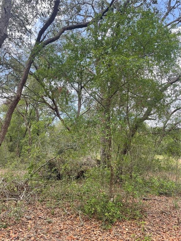 A wooded area with various trees and ground covered in fallen brown leaves — JUNIPER STREET, LADY LAKE, FL