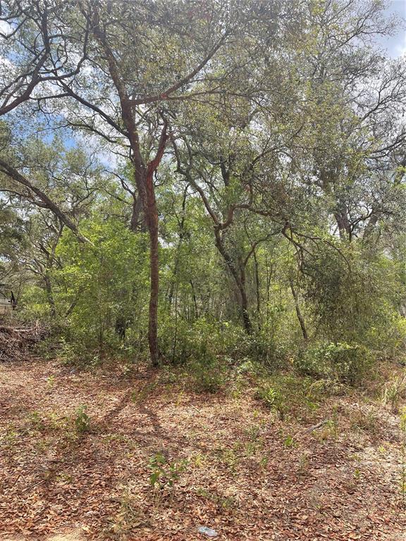 A wooded lot with mature trees and a ground layer of fallen leaves — JUNIPER STREET, LADY LAKE, FL