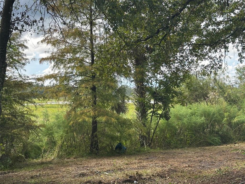 A view of a grassy, wooded area leading to a marshy body of water — 6661 E TURNER CAMP ROAD, INVERNESS, FL