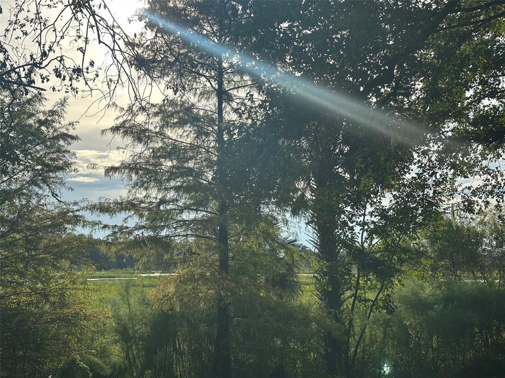A view of a grassy wetland area framed by tall trees under a bright sky — 6661 E TURNER CAMP ROAD, INVERNESS, FL