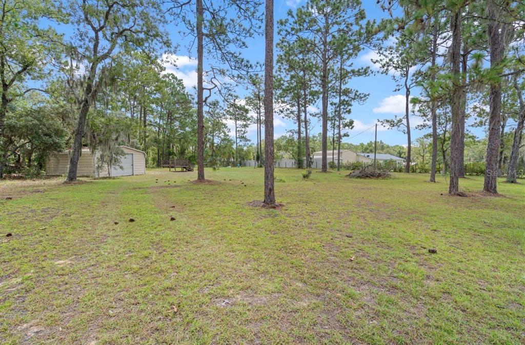 A grassy, wooded backyard features a small storage shed and tall pine trees — 2851 SE 143RD TERRACE, MORRISTON, FL