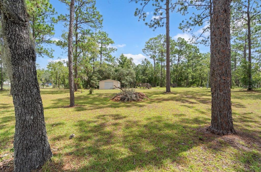A grassy backyard features several tall pine trees, a metal shed, and a brush pile — 2851 SE 143RD TERRACE, MORRISTON, FL