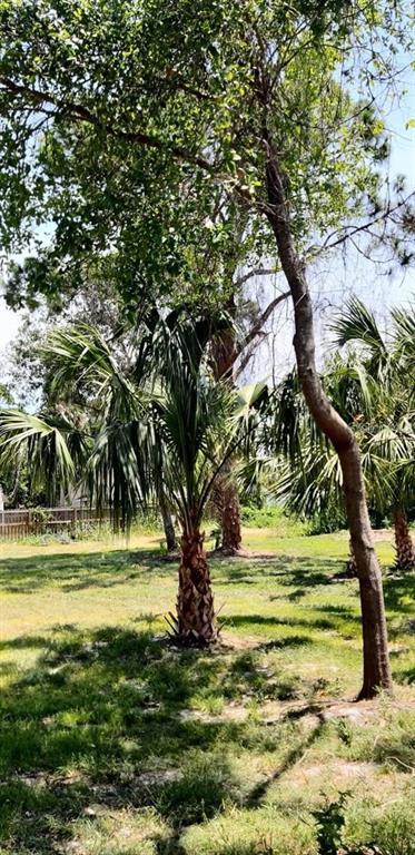 A grassy backyard features a palm tree and a tall, slender tree under a blue sky — KANAWHA STREET, COCOA, FL