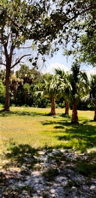 A grassy, sunlit lot features several palm trees and a large pine tree — KANAWHA STREET, COCOA, FL