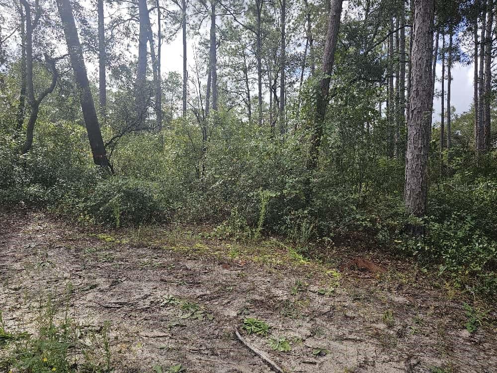 A view of a sandy, wooded lot with dense green undergrowth and tall pine trees — SE 92ND PLACE, OCKLAWAHA, FL