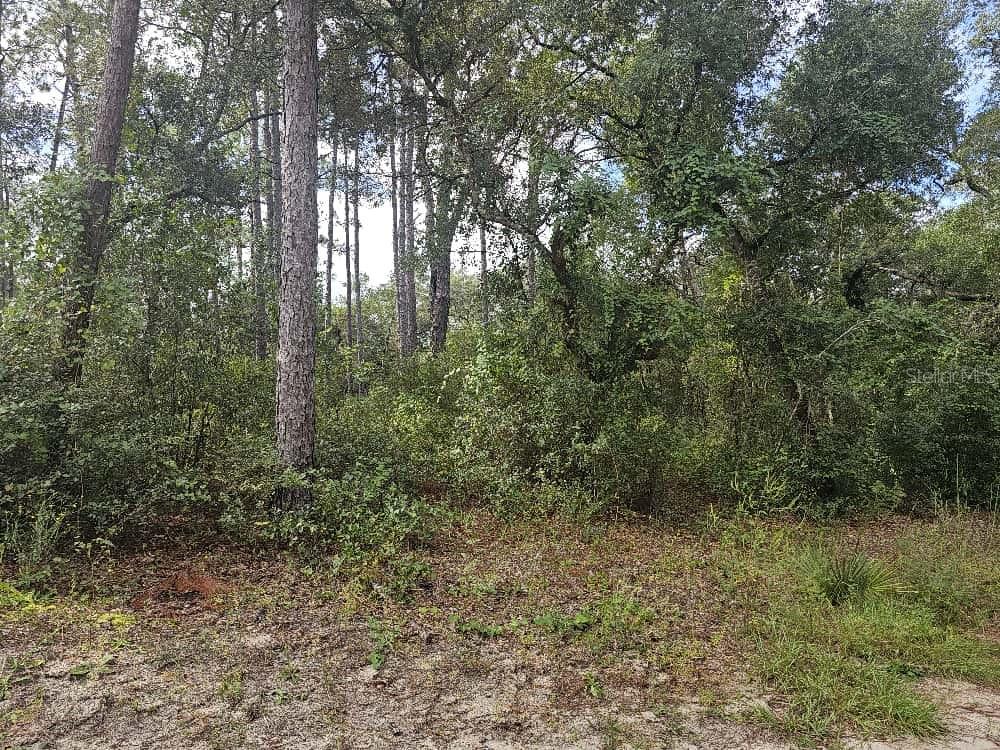A wooded lot with tall pine trees and dense underbrush under a blue sky — SE 92ND PLACE, OCKLAWAHA, FL