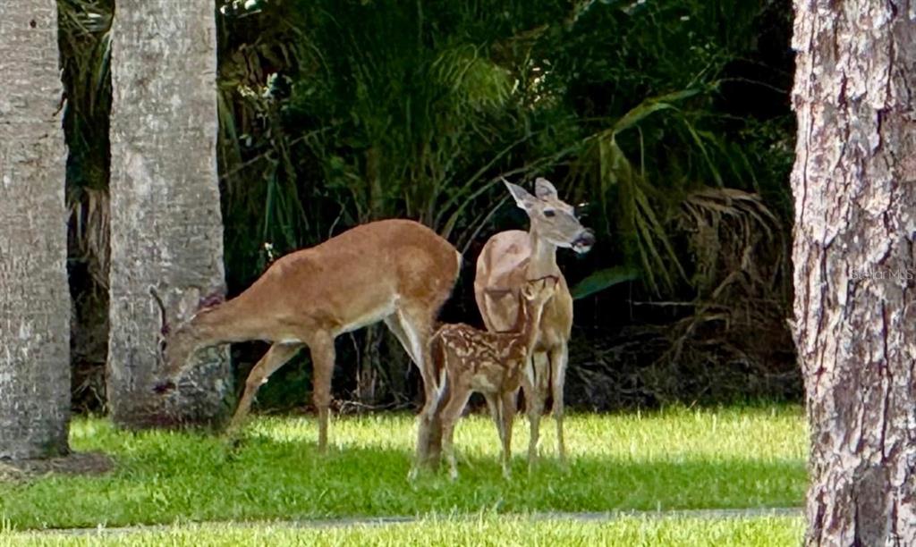 A single-story mobile home sits on a large grassy lot bordered by mature trees — 17808 DOGWOOD DRIVE, LUTZ, FL