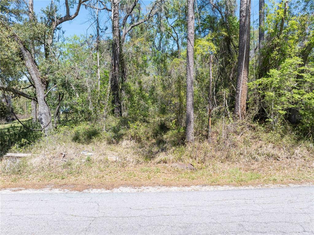 A paved road runs in front of a wooded, undeveloped lot with many tall trees — 9311 86TH STREET, LIVE OAK, FL