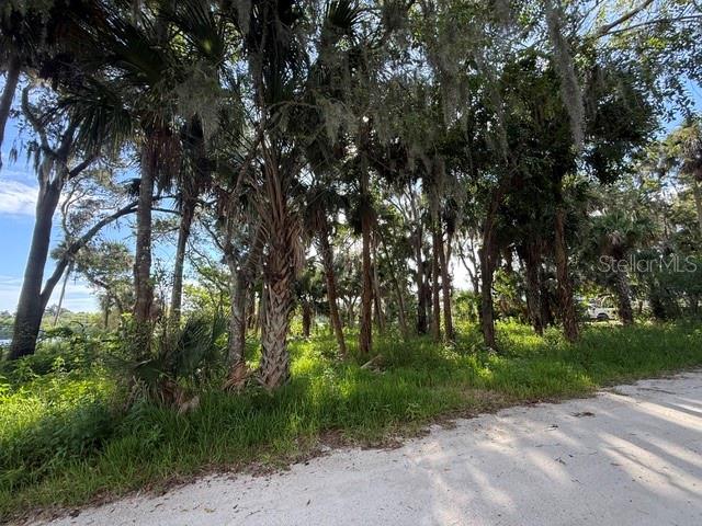 A dirt road runs alongside a wooded area filled with palm trees and Spanish moss — 1015 STACY LANE, NEW SMYRNA BEACH, FL