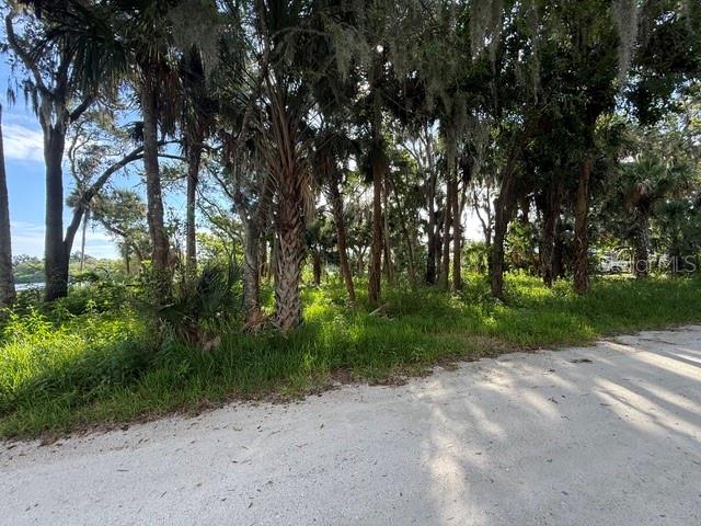 A dirt road leads toward a dense cluster of trees and palms under a blue sky — 1015 STACY LANE, NEW SMYRNA BEACH, FL