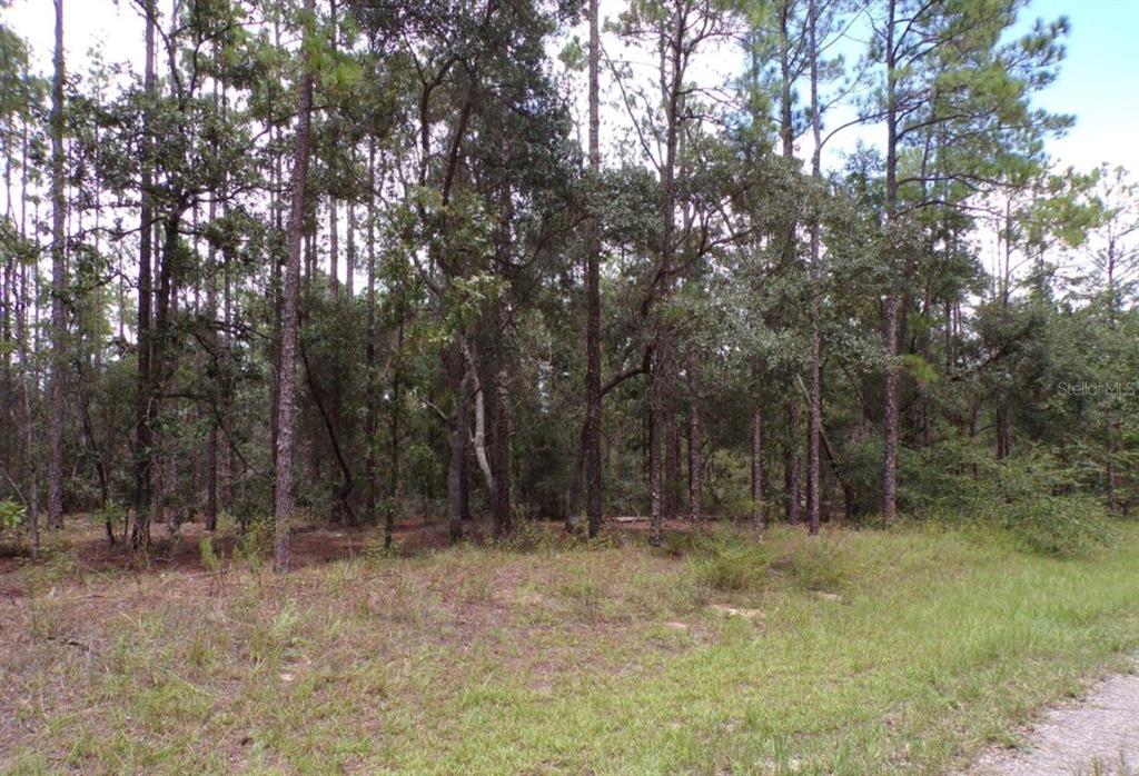 A view of a wooded lot with tall pine trees and grassy ground — 6501 N WINLOCK TERRACE, DUNNELLON, FL