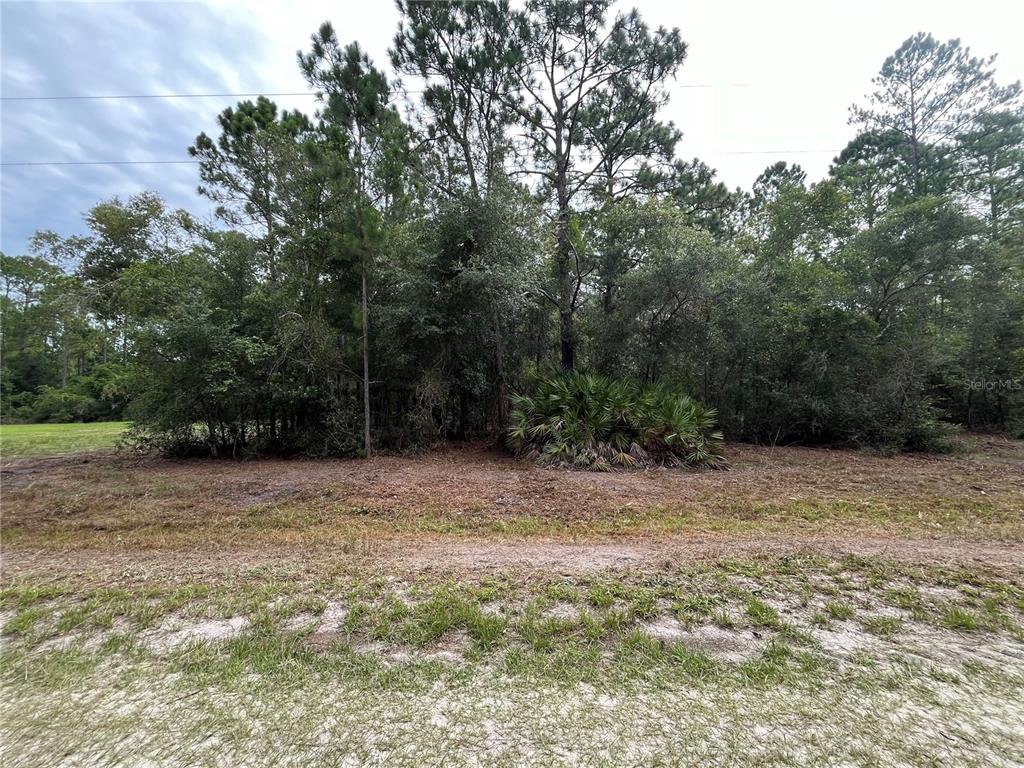 A cleared, grassy lot is bordered by a dense forest of tall pine and oak trees — 122 GLENSIDE STREET, GEORGETOWN, FL