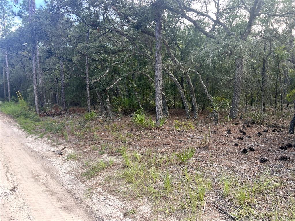 A dirt road runs alongside a wooded lot with pine trees and palmetto plants — NE 85TH STREET, BRONSON, FL