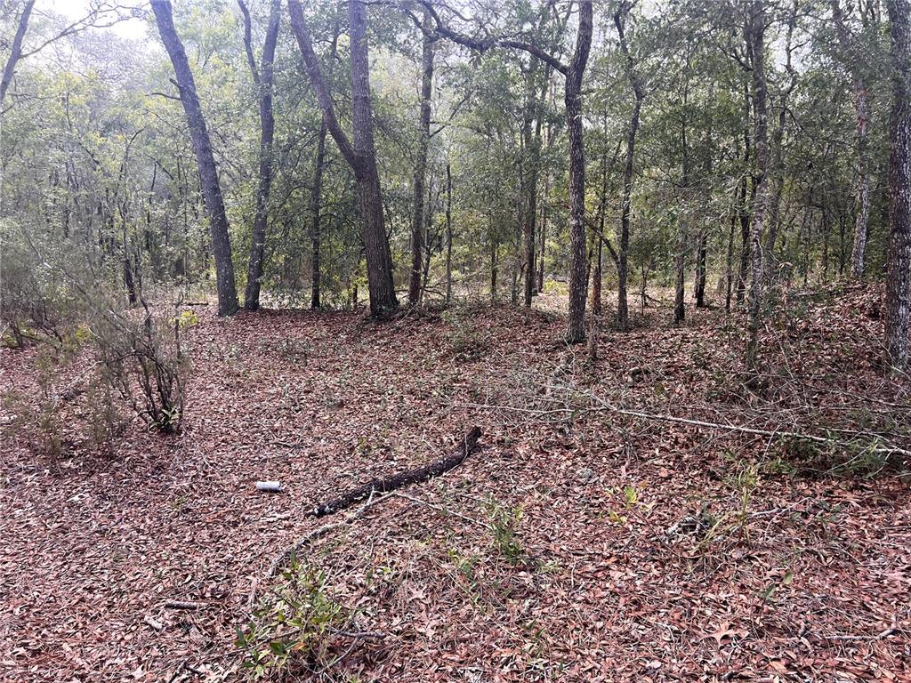 A wooded lot covered in fallen leaves with several tall trees and scattered branches — NE 85TH STREET, BRONSON, FL