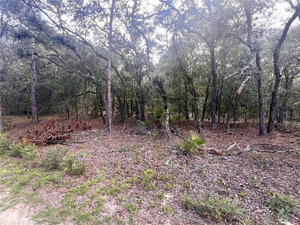 A wooded lot with dense trees, pine needles, and small palmetto plants on the ground — NE 85TH STREET, BRONSON, FL