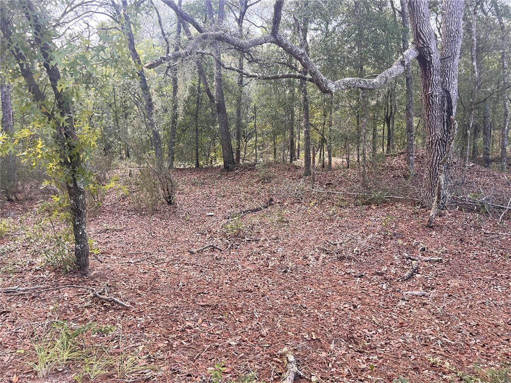A wooded lot covered in fallen leaves with several mature trees — NE 85TH STREET, BRONSON, FL