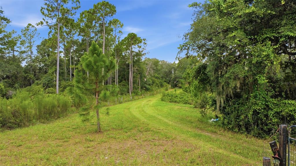 A grassy path winds through a wooded lot with tall pine trees and dense vegetation — 39913 SWIFT ROAD, EUSTIS, FL
