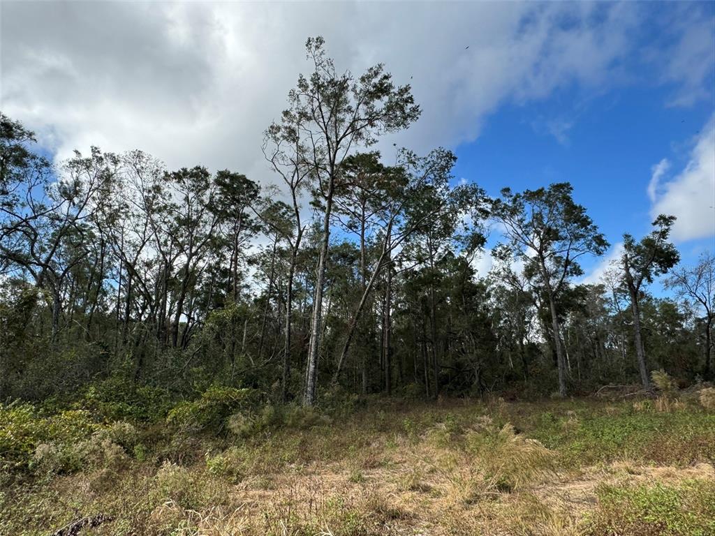 A view of a grassy, partially cleared lot bordered by a dense forest of trees — 143RD DRIVE, O'BRIEN, FL