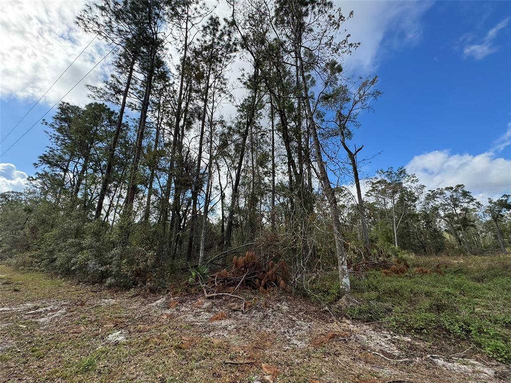 A wooded lot with tall pine trees and sandy ground under a blue sky — 143RD DRIVE, O'BRIEN, FL