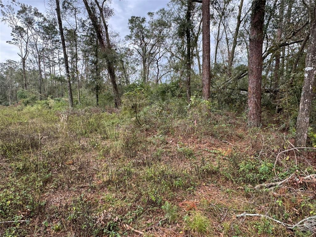 A wooded lot with tall pine trees and dense undergrowth under a cloudy sky — 143RD DRIVE, O'BRIEN, FL