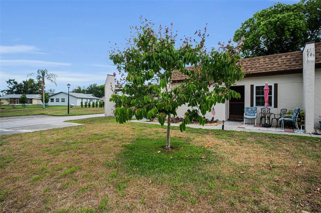 A single-story, light-colored stucco house with a brown shingled roof and a front yard tree — 3097 MISSION GROVE DRIVE, PALM HARBOR, FL