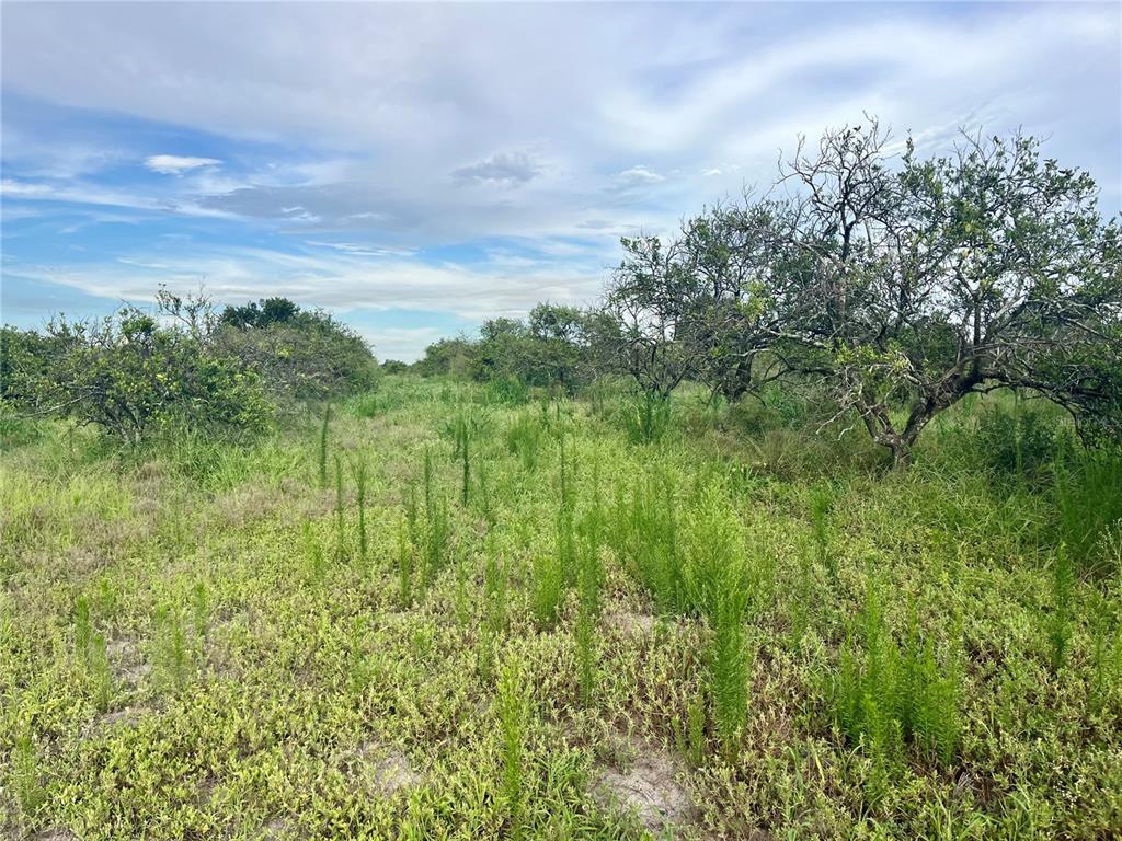 A grassy field with scattered trees under a cloudy sky — HAYMAN ROAD, WAUCHULA, FL