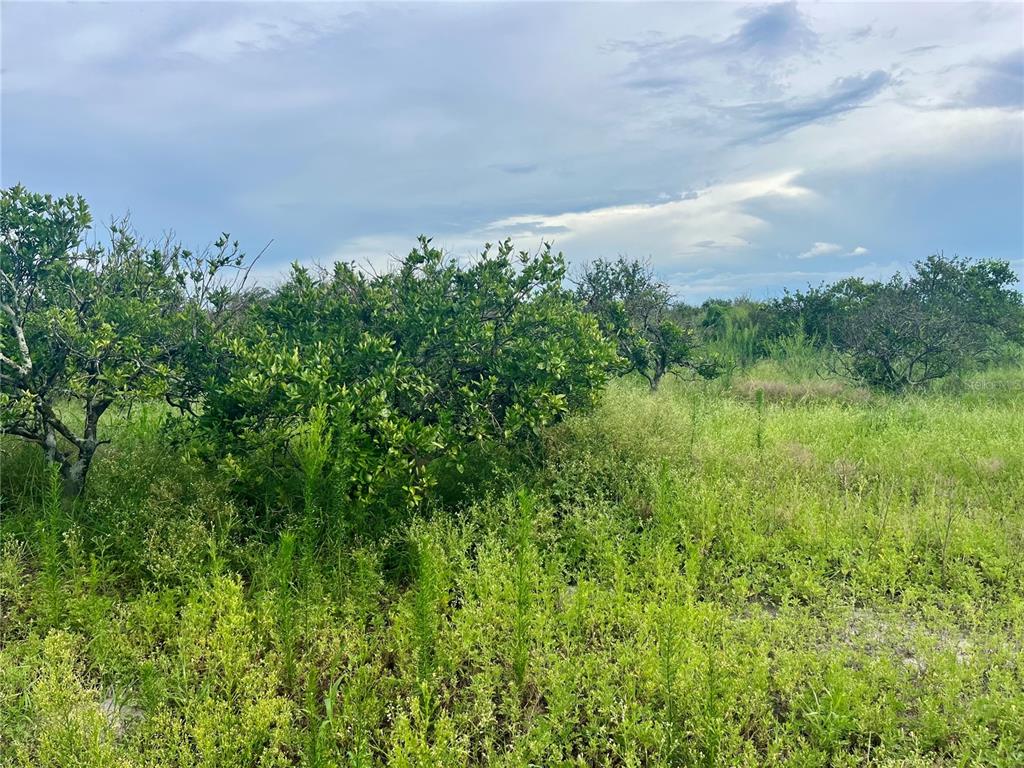 A field of tall green grass and weeds with several citrus trees under a cloudy sky — HAYMAN ROAD, WAUCHULA, FL