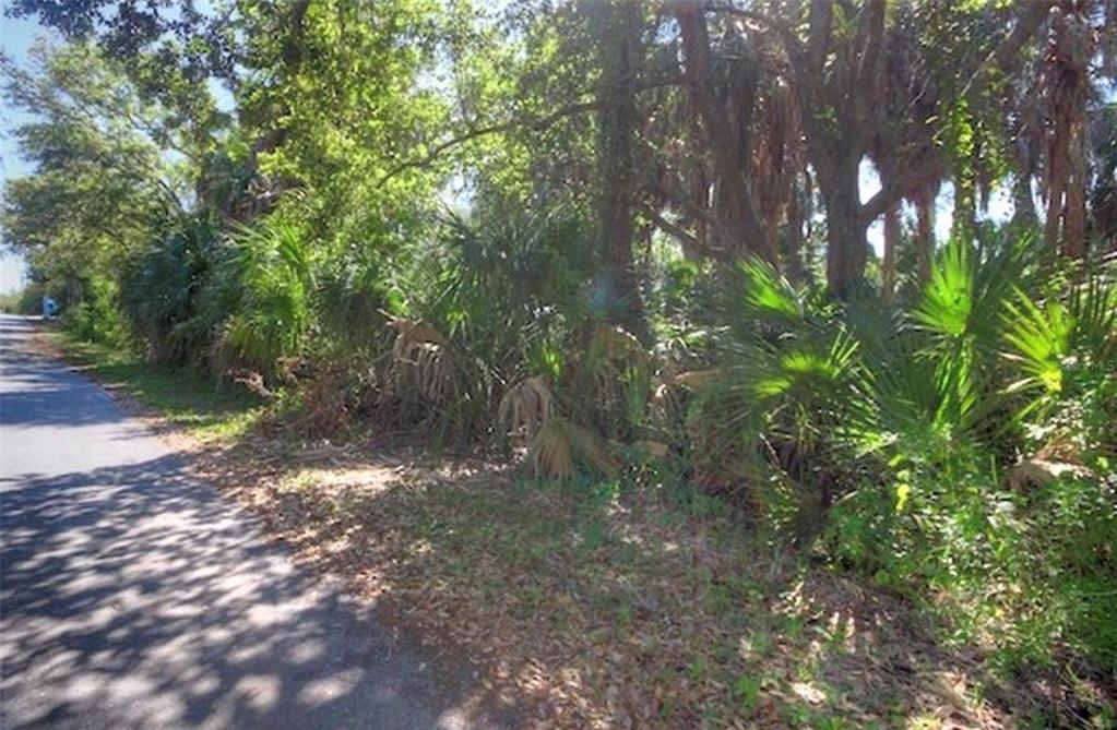 A wooded, undeveloped residential lot is viewed from the edge of an asphalt road — Lot 2 SW 165TH AVENUE, CEDAR KEY, FL