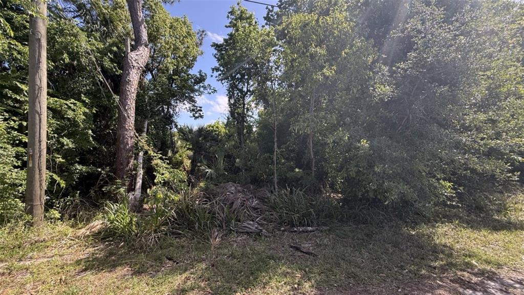 A dense, wooded vacant lot features a utility pole and scattered ground vegetation — 0 WASHINGTON STREET, NEW SMYRNA BEACH, FL
