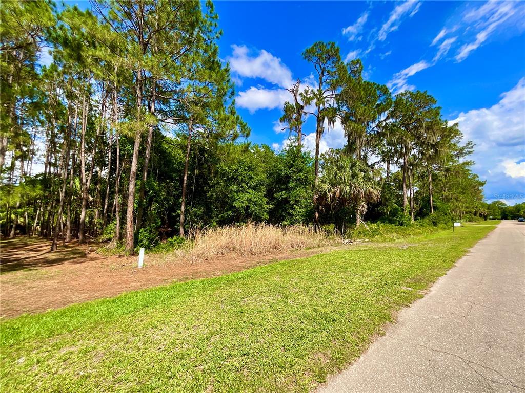 A grassy roadside leads to a wooded lot with tall pine trees and dense vegetation — 14029 SE 201ST TER, HAWTHORNE, FL