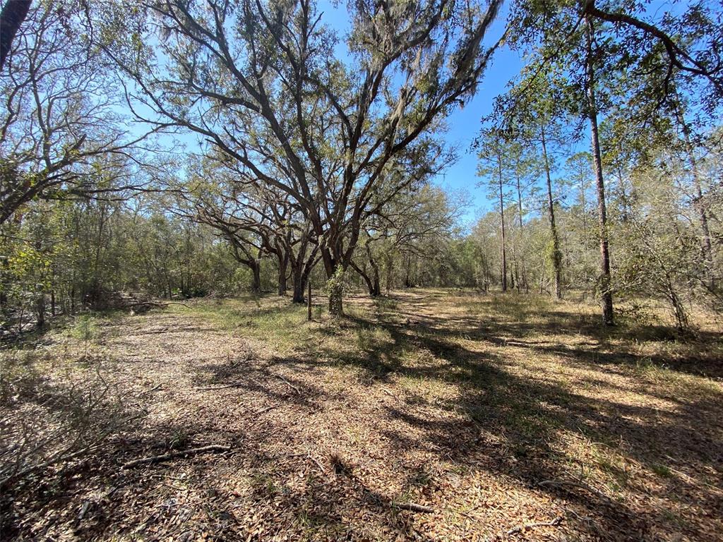 A wooded lot features large oak trees with Spanish moss and a leaf-covered ground — CR 772B, WEBSTER, FL