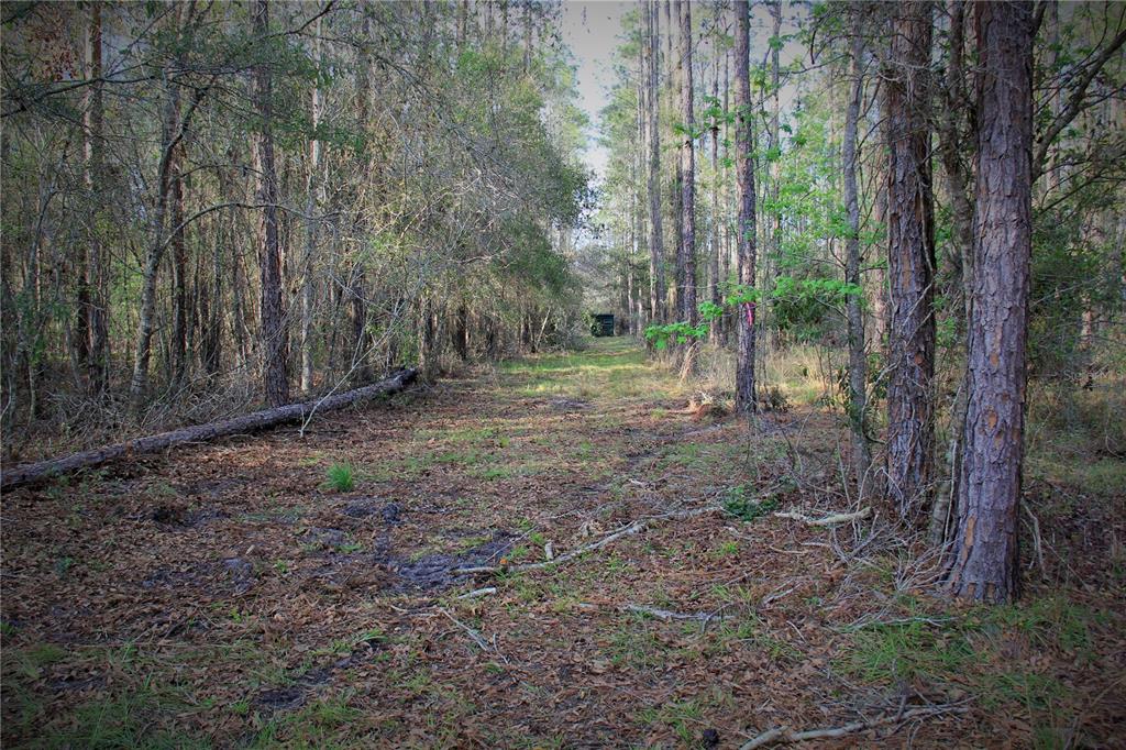 A dirt path leads through a wooded area with tall pine trees and fallen logs — CR 772B, WEBSTER, FL