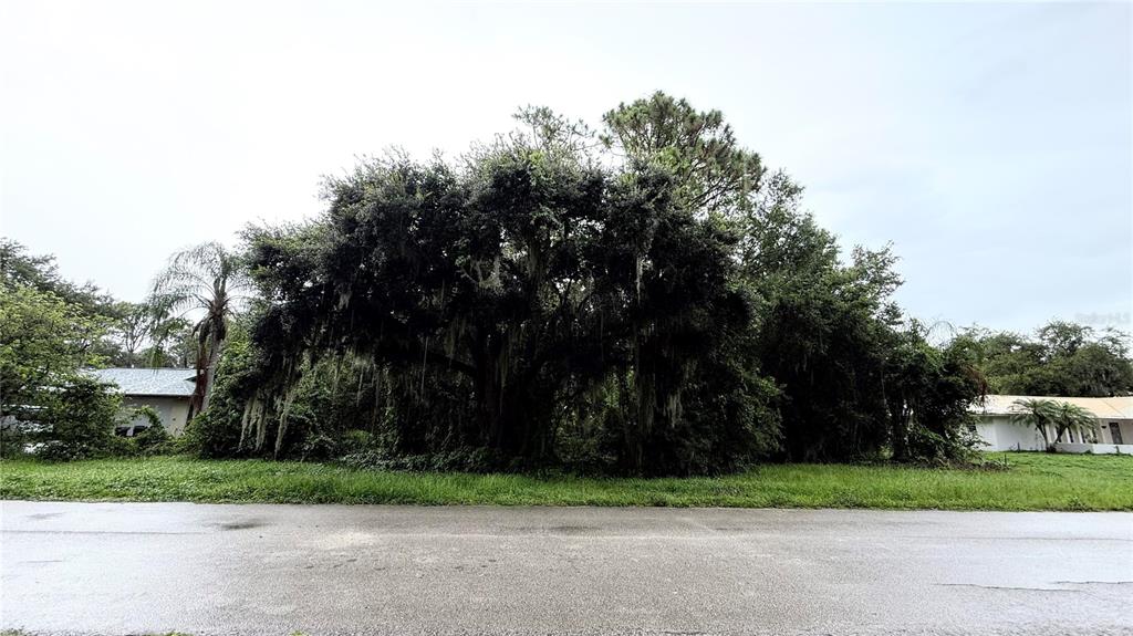 A large, moss-draped oak tree stands on a grassy lot between two residential houses — 6225 SHERMAN TERRACE, SEBRING, FL