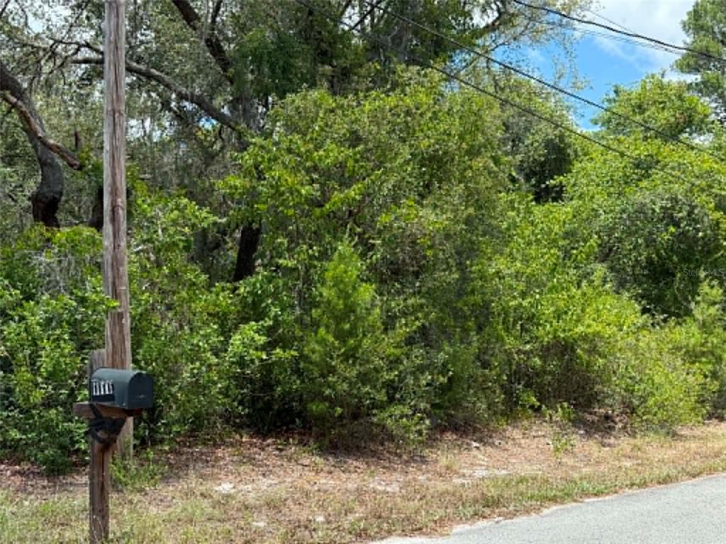 A mailbox stands on a wooden post in front of a densely wooded, undeveloped lot — 10051 WADDELL STREET, NEW PORT RICHEY, FL