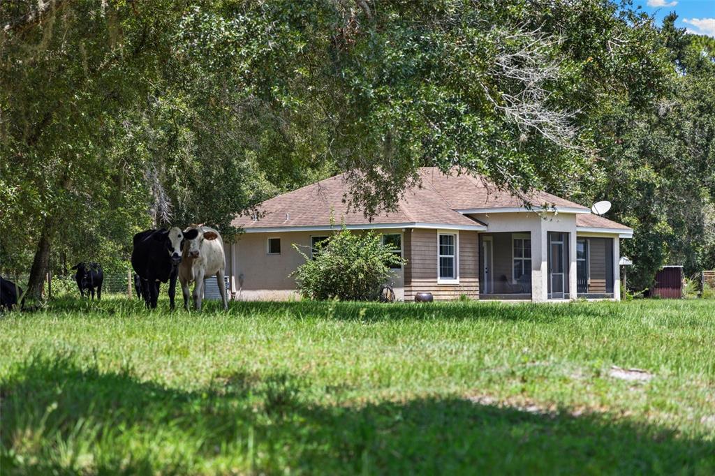 A house with a screened porch sits in a grassy field with several cows nearby — 14765 US HIGHWAY 41, SPRING HILL, FL