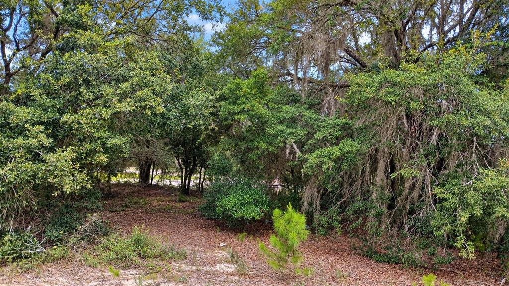 TBD SE MALAUKA LOOP RUN ROAD, OCKLAWAHA, FL — photo 3 of 3