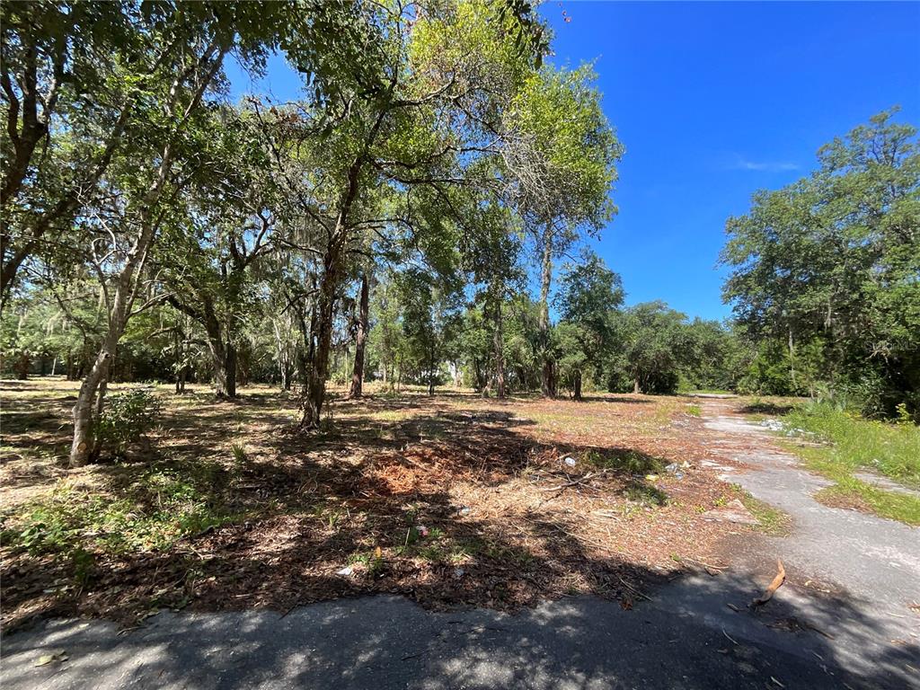 A wooded, undeveloped residential lot features a paved driveway leading into the trees — 2330 E UNIVERSITY AVENUE, GAINESVILLE, FL